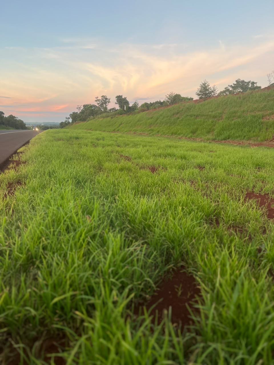 Talude de rodovia com cobertura verde formada após hidrossemeadura